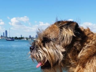 Travel Gear for the Nomadic Dog